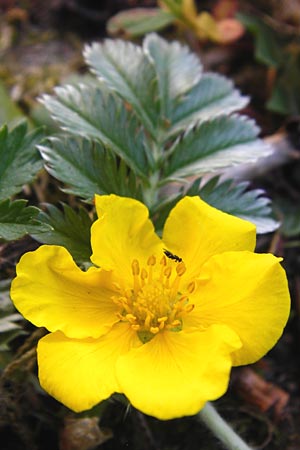 Potentilla anserina \ G�nse-Fingerkraut / Silverweed, D Gimbsheim 11.5.2015
