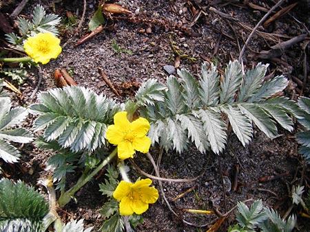 Potentilla anserina \ G�nse-Fingerkraut / Silverweed, D Gimbsheim 11.5.2015