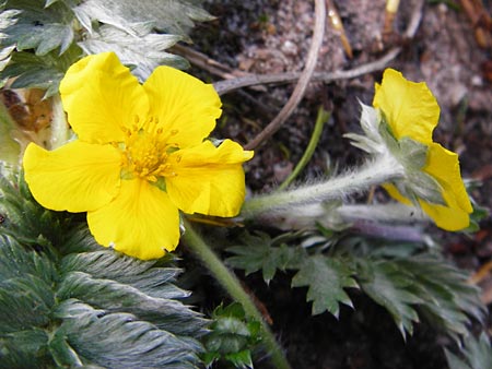 Potentilla anserina \ G�nse-Fingerkraut / Silverweed, D Gimbsheim 11.5.2015