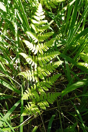 Polystichum aculeatum \ Stacheliger Schildfarn / Hard Shield Fern, D Ober-Roden 17.6.2015