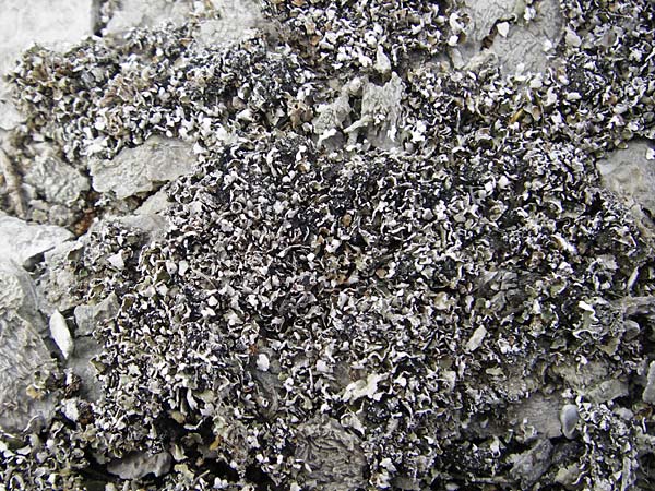 Parmelia spec3 ? \ Schl�sselflechte / Shield Lichen, D Gerolzhofen-Sulzheim 18.7.2015