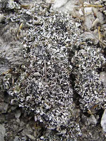 Parmelia spec3 ? \ Schl�sselflechte / Shield Lichen, D Gerolzhofen-Sulzheim 18.7.2015