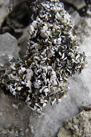 Parmelia spec3 ? \ Schl�sselflechte / Shield Lichen, D Gerolzhofen-Sulzheim 18.7.2015