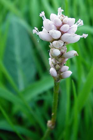 Persicaria amphibia \ Wasser-Kn�terich / Water Knotweed, Willow Grass, D Mannheim 30.8.2015