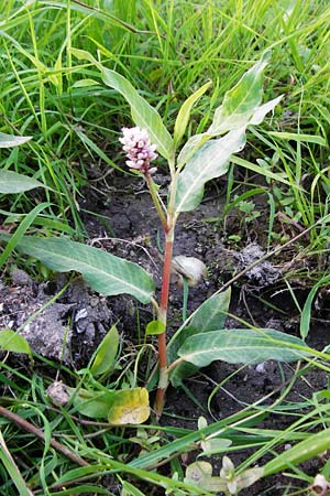 Persicaria amphibia \ Wasser-Kn�terich / Water Knotweed, Willow Grass, D Mannheim 30.8.2015