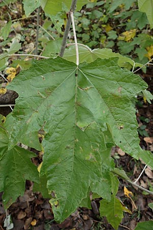 Populus alba \ Silber-Pappel / White Poplar, D Mannheim 7.11.2015