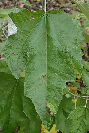 Populus alba \ Silber-Pappel / White Poplar, D Mannheim 7.11.2015
