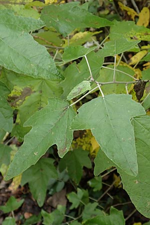 Populus alba \ Silber-Pappel / White Poplar, D Mannheim 7.11.2015