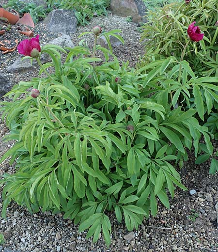 Paeonia arietina \ Korallen-Pfingstrose / Ram's Horn Peony, D Botan. Gar.  Universit.  Heidelberg 21.4.2016