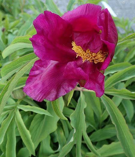 Paeonia arietina \ Korallen-Pfingstrose / Ram's Horn Peony, D Botan. Gar.  Universit.  Heidelberg 21.4.2016