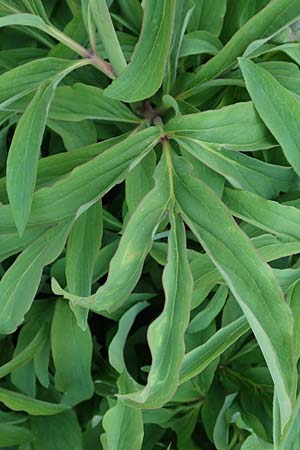 Paeonia arietina \ Korallen-Pfingstrose / Ram's Horn Peony, D Botan. Gar.  Universit.  Heidelberg 21.4.2016