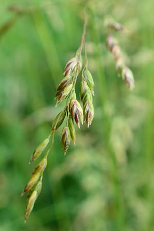 Poa angustifolia \ Schmalbl�ttriges Rispengras / Narrow-Leaved Meadow Grass, D Erlenbach am Main 4.6.2016