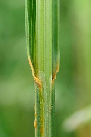 Poa angustifolia \ Schmalbl�ttriges Rispengras / Narrow-Leaved Meadow Grass, D Erlenbach am Main 4.6.2016