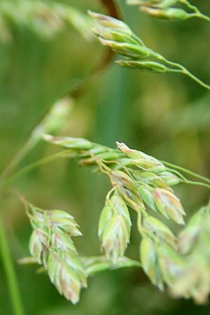 Poa angustifolia \ Schmalbl�ttriges Rispengras / Narrow-Leaved Meadow Grass, D Erlenbach am Main 4.6.2016