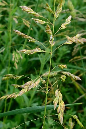 Poa angustifolia \ Schmalbl�ttriges Rispengras / Narrow-Leaved Meadow Grass, D Erlenbach am Main 4.6.2016