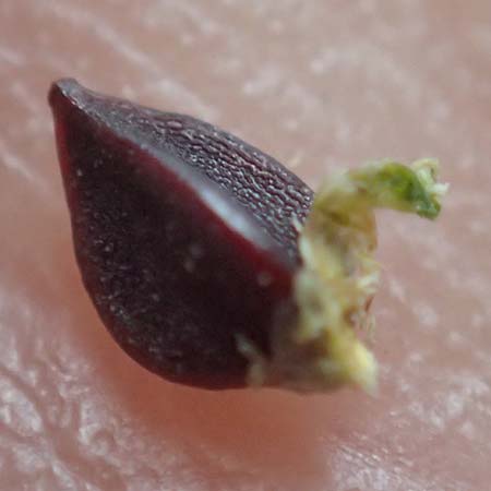 Polygonum aviculare \ Echter Vogel-Kn�terich / Common Knotgrass, English Knotgrass, D Wald-Erlenbach 30.7.2016