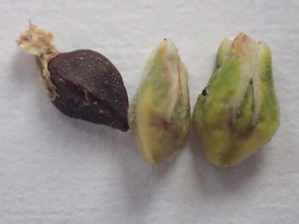 Polygonum aviculare \ Echter Vogel-Kn�terich / Common Knotgrass, English Knotgrass, D Wald-Erlenbach 30.7.2016