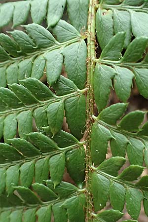 Polystichum aculeatum \ Stacheliger Schildfarn / Hard Shield Fern, D L&uuml;tzelbach 17.9.2016