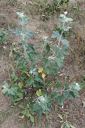 Populus alba \ Silber-Pappel / White Poplar, D Oftersheim 20.7.2017