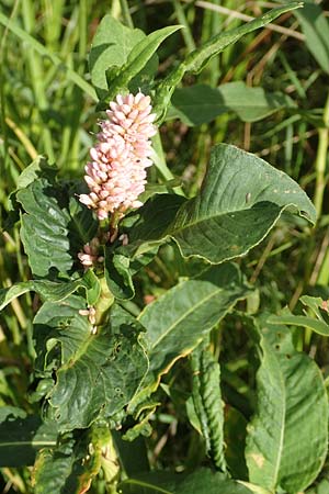 Persicaria amphibia \ Wasser-Kn�terich / Water Knotweed, Willow Grass, D Gro&szlig;-Gerau 28.7.2017
