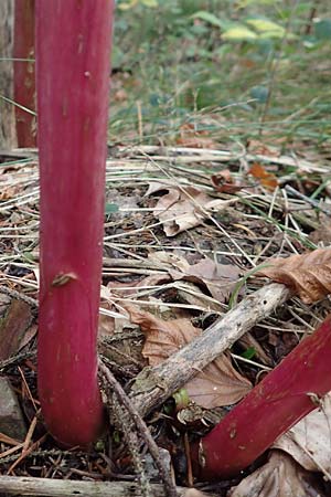 Phytolacca americana \ Amerikanische Kermesbeere / Pokeberry, D Heidelberg 13.10.2017