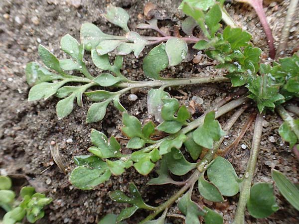 Papaver argemone \ Sand-Mohn / Prickly Poppy, D St. Leon - Rot 23.3.2018