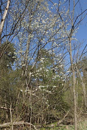 Prunus avium subsp. avium \ Vogel-Kirsche, Wild-Kirsche / Wild Cherry, D Viernheim 11.4.2018