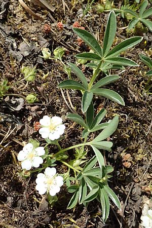 Potentilla alba \ Wei&szlig;es Fingerkraut / White Cinquefoil, D Gottmadingen 25.4.2018
