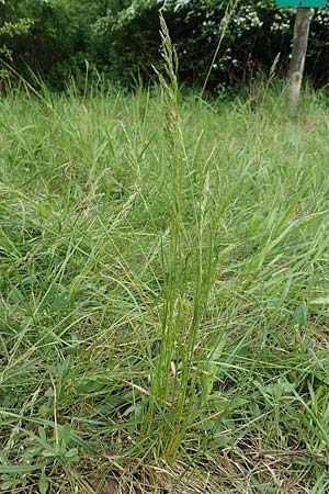 Poa angustifolia \ Schmalbl�ttriges Rispengras / Narrow-Leaved Meadow Grass, D Alsbach-H&auml;hnlein 28.4.2018