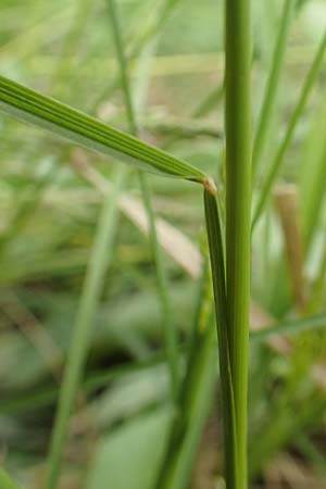 Poa angustifolia \ Schmalbl�ttriges Rispengras / Narrow-Leaved Meadow Grass, D Alsbach-H&auml;hnlein 28.4.2018