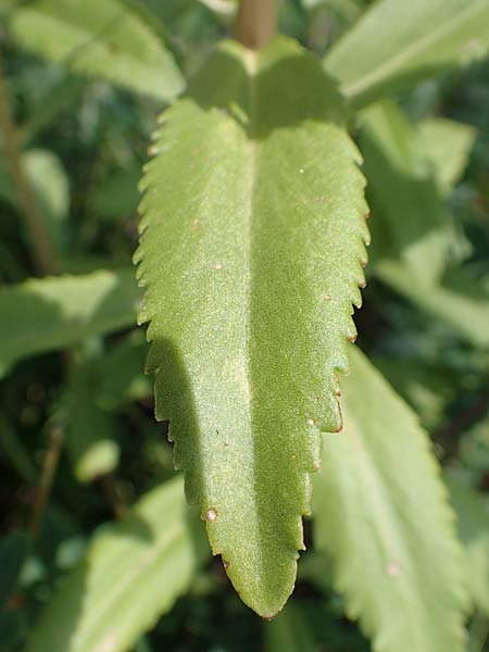 Sedum aizoon \ Deckblatt-Asienfetthenne / Aizoon Stonecrop, D Weinheim an der Bergstra&szlig;e, Botan. Gar.  Hermannshof 20.8.2018