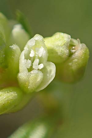Persicaria lapathifolia subsp. pallida \ Acker-Ampfer-Kn�terich / Pale Persicaria, D R&ouml;merberg 18.10.2018