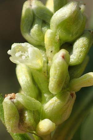 Persicaria lapathifolia subsp. pallida \ Acker-Ampfer-Kn�terich / Pale Persicaria, D R&ouml;merberg 18.10.2018