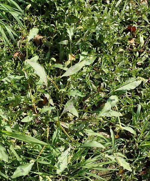 Persicaria lapathifolia subsp. pallida \ Acker-Ampfer-Kn�terich / Pale Persicaria, D R&ouml;merberg 18.10.2018