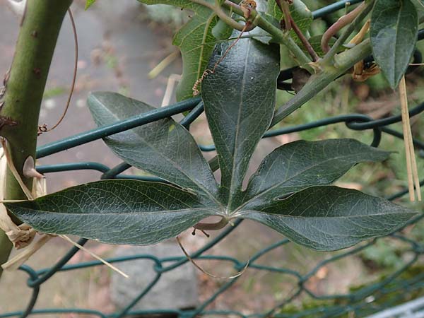 Passiflora caerulea \ Blaue Passionsblume / Blue Passion Flower, D Mannheim 14.1.2019