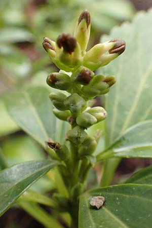 Pachysandra terminalis \ Japanischer Ysander, Dickm&auml;nnchen / Carpet Box, D Hagen 11.3.2019