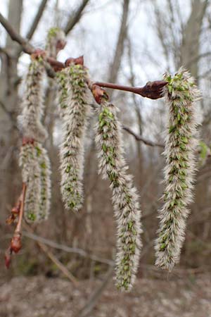 Populus alba \ Silber-Pappel / White Poplar, D Mannheim 16.3.2019