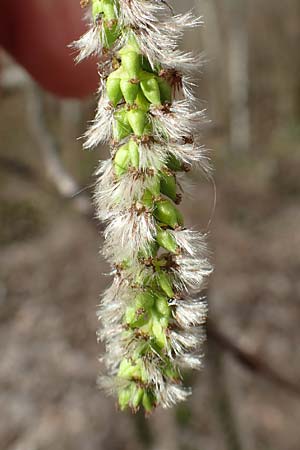 Populus alba \ Silber-Pappel / White Poplar, D Mannheim 16.3.2019