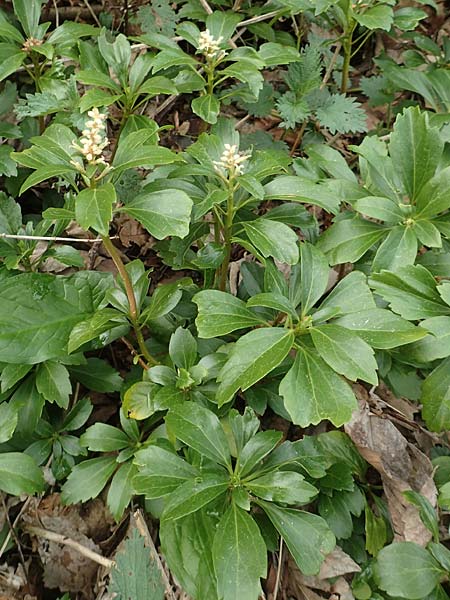 Pachysandra terminalis \ Japanischer Ysander, Dickm&auml;nnchen / Carpet Box, D Schalksm&uuml;hle 25.4.2019