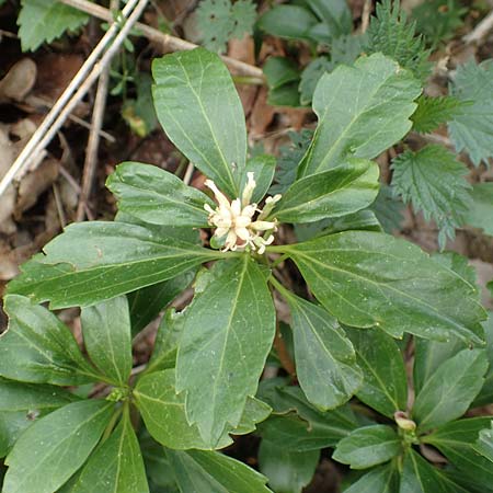 Pachysandra terminalis \ Japanischer Ysander, Dickm&auml;nnchen / Carpet Box, D Schalksm&uuml;hle 25.4.2019