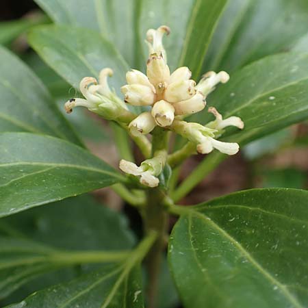 Pachysandra terminalis \ Japanischer Ysander, Dickm&auml;nnchen / Carpet Box, D Schalksm&uuml;hle 25.4.2019