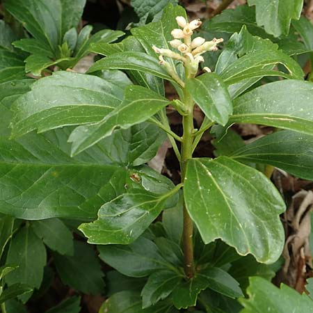 Pachysandra terminalis \ Japanischer Ysander, Dickm&auml;nnchen / Carpet Box, D Schalksm&uuml;hle 25.4.2019