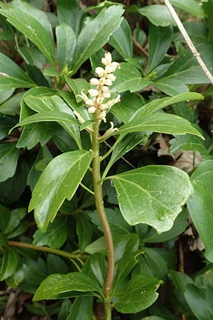 Pachysandra terminalis, Japanischer Ysander, Dickm&auml;nnchen
