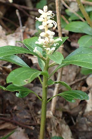 Pachysandra terminalis \ Japanischer Ysander, Dickm&auml;nnchen / Carpet Box, D Schalksm&uuml;hle 25.4.2019