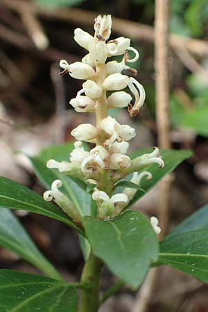Pachysandra terminalis \ Japanischer Ysander, Dickm&auml;nnchen / Carpet Box, D Schalksm&uuml;hle 25.4.2019