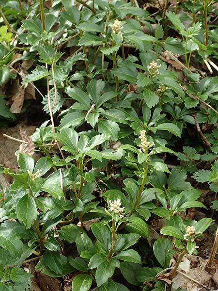 Pachysandra terminalis \ Japanischer Ysander, Dickm&auml;nnchen / Carpet Box, D Schalksm&uuml;hle 25.4.2019