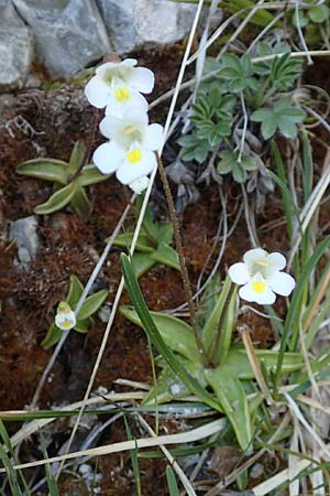 Pinguicula alpina \ Alpen-Fettkraut / Alpine Butterwort, D Garmisch-Partenkirchen 2.5.2019