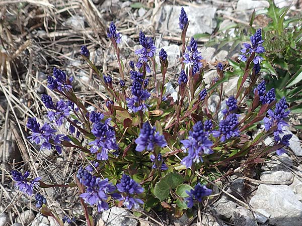 Polygala amarella ? \ Sumpf-Kreuzblume, Sumpf-Kreuzbl�mchen / Dwarf Milkwort, D Mittenwald 2.5.2019