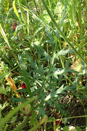 Papaver argemone \ Sand-Mohn / Prickly Poppy, D St. Leon - Rot 17.5.2019