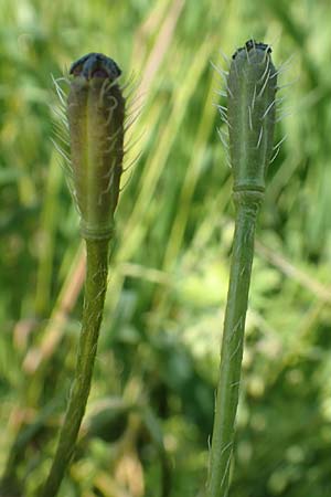 Papaver argemone \ Sand-Mohn / Prickly Poppy, D St. Leon - Rot 17.5.2019
